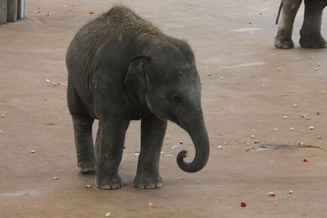 elefanten-park