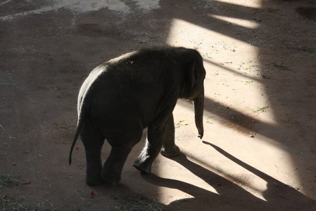 elefanten-park