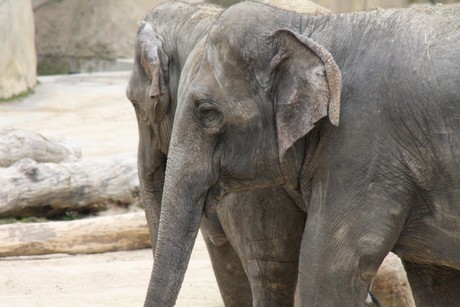 elefanten-park
