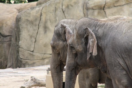 elefanten-park