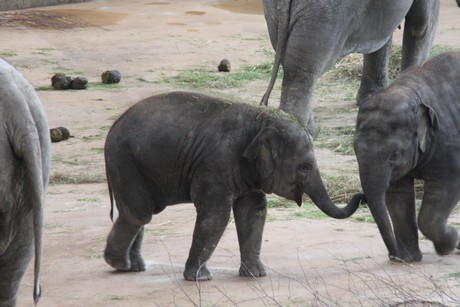 elefanten-park