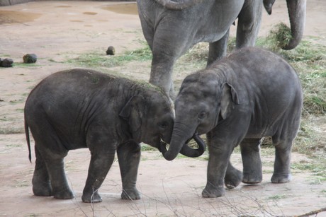 elefanten-park