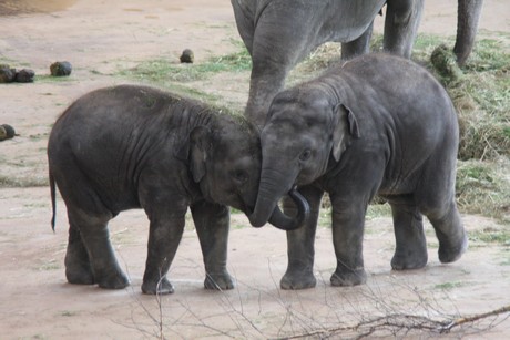elefanten-park