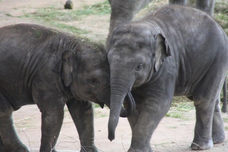 elefanten-park