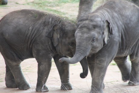 elefanten-park