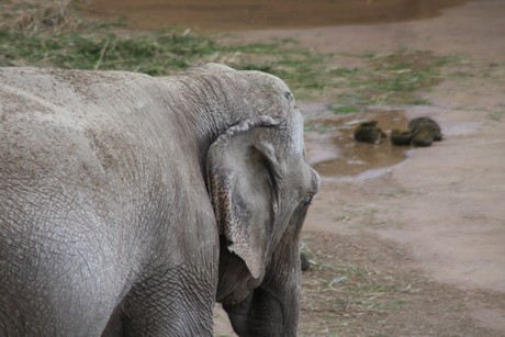 elefanten-park
