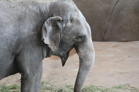 elefanten-park