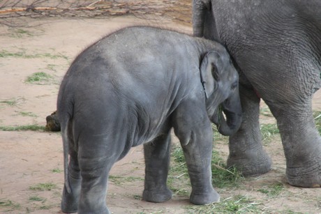 elefanten-park