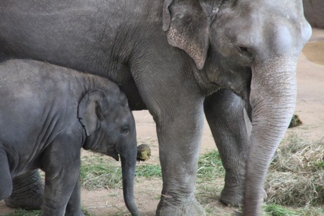 elefanten-park