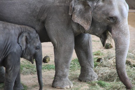 elefanten-park