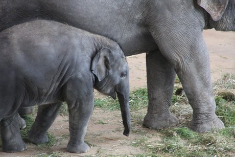 elefanten-park