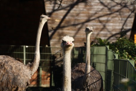 emu