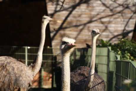 emu
