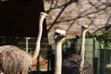 emu