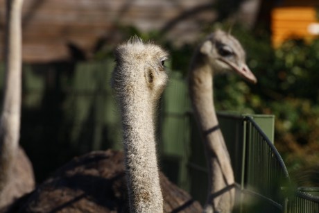 emu