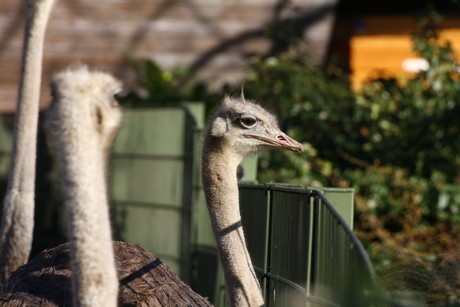 emu