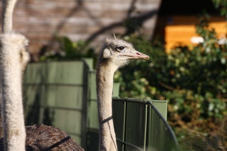 emu