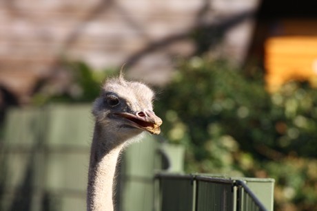 emu