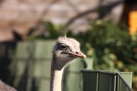 emu