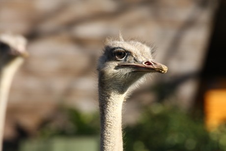 emu
