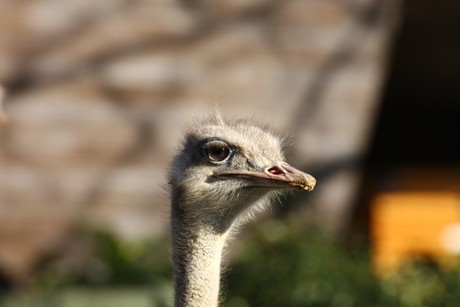 emu