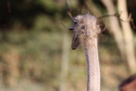 emu