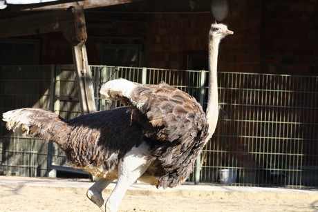 emu