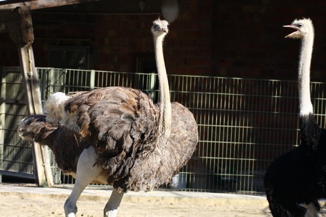 emu