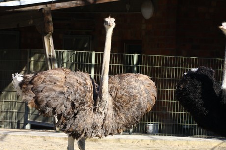 emu
