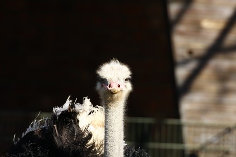 emu