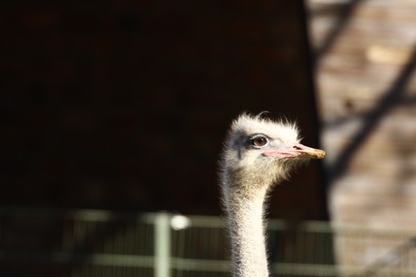 emu