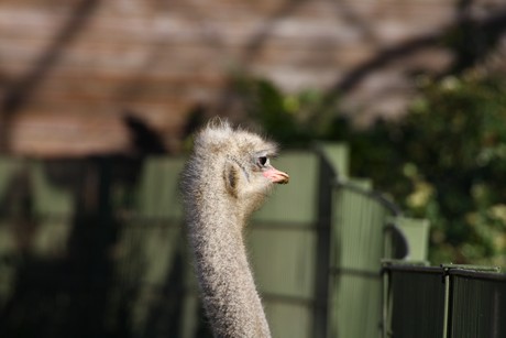 emu