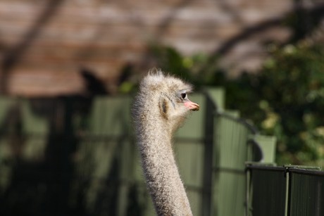 emu