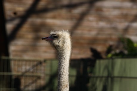 emu