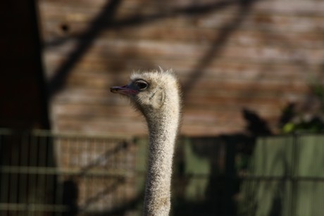 emu