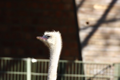 emu
