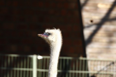 emu