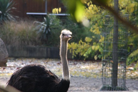 emu