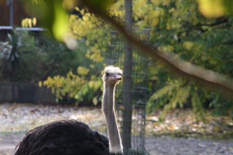 emu