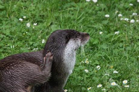 fischotter