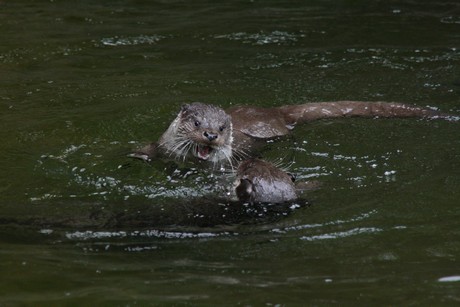 fischotter