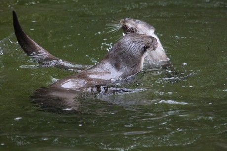 fischotter