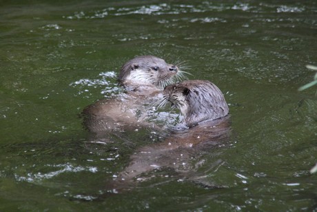 fischotter