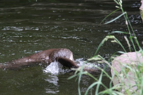 fischotter