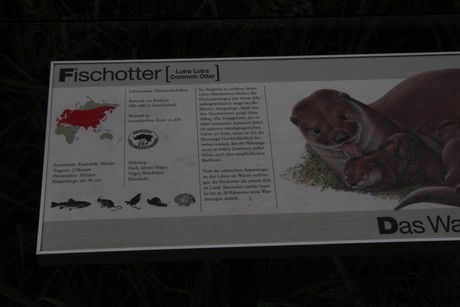 fischotter