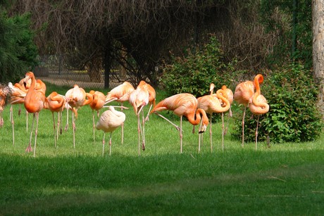 flamingos
