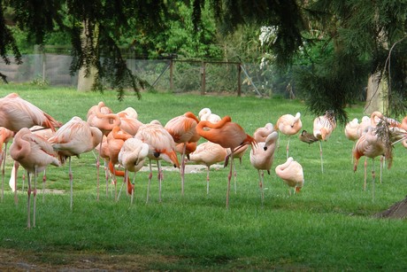 flamingos
