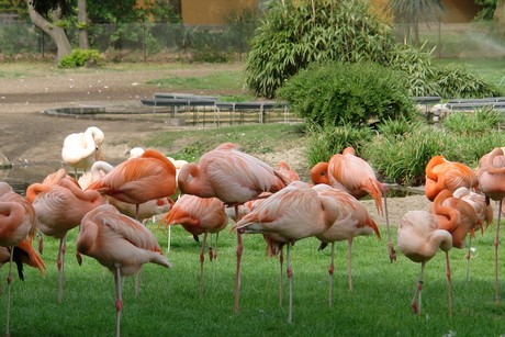 flamingos