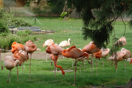 flamingos