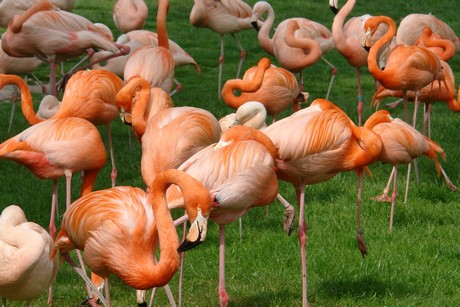 flamingos